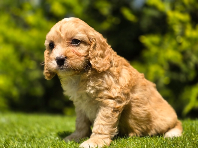 Cavapoo Welpe kaufen