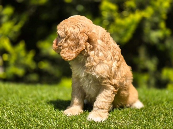 Cavapoo Welpe kaufen