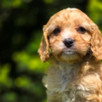 Baby – F1, golden Cavapoo Welpen kaufen