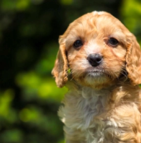 Baby – F1, golden Cavapoo en venta