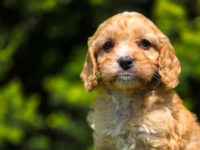 Cavapoo Welpe kaufen