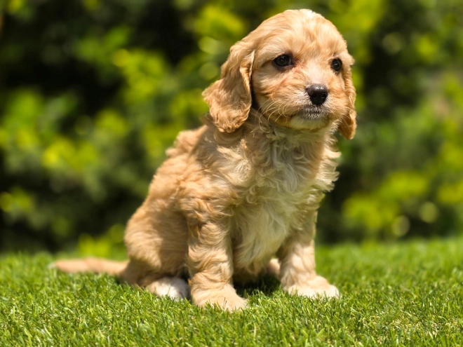 Cavapoo Welpe kaufen
