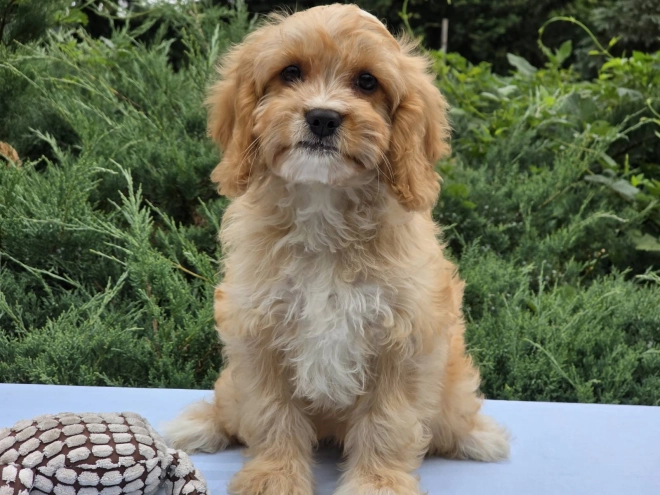 Perros Cavapoo en venta