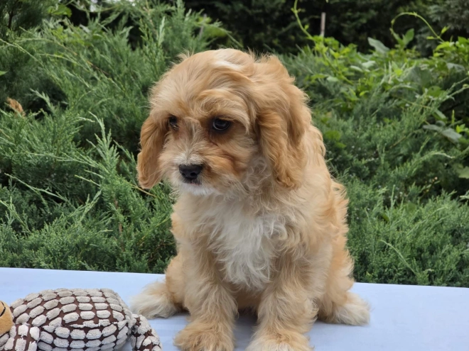 Perros Cavapoo en venta