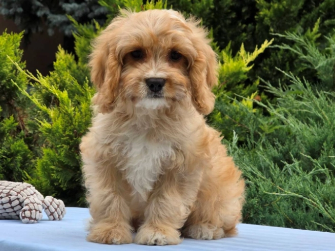 Perros Cavapoo en venta