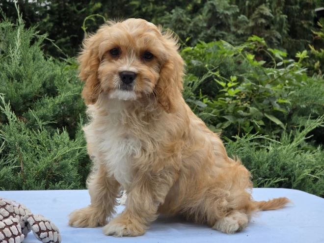 Perros Cavapoo en venta