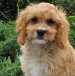 Baby – F1, golden Cavapoo Welpen kaufen