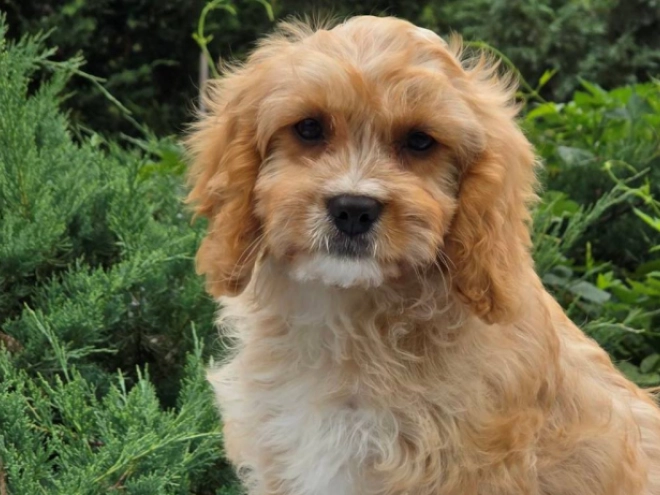 Perros Cavapoo en venta