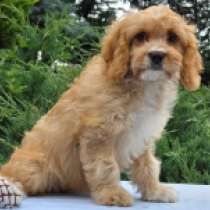 Baby – F1, golden Cavapoo en venta