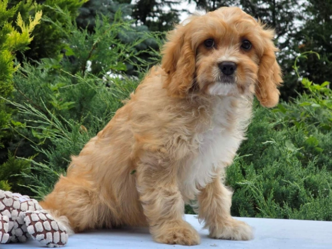 Perros Cavapoo en venta