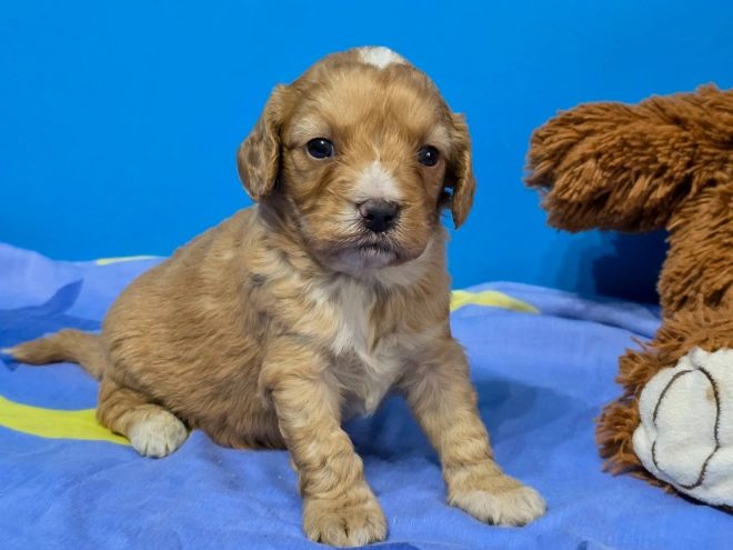 Cavapoo Welpe kaufen