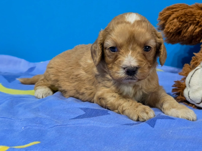 Cavapoo Welpe kaufen