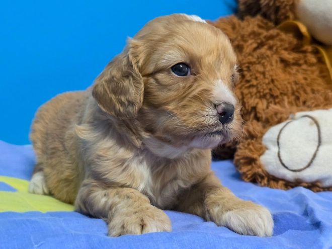 Cavapoo Welpe kaufen
