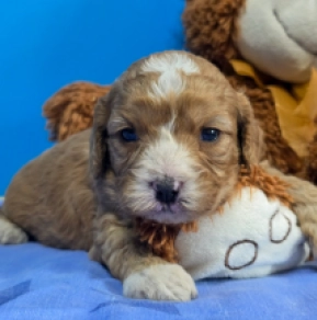 Cavapoo Welpe kaufen