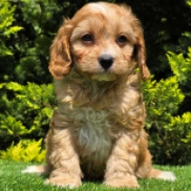 Bob – F1, golden Cavapoo en venta
