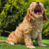 Bob – F1, golden Cavapoo for sale