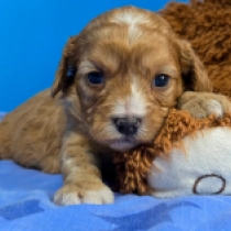 Bob – F1, golden Cavapoo Welpen kaufen