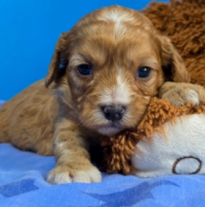 Cavapoo Welpe kaufen