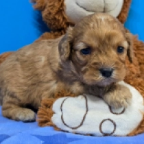 Bobek – F1, golden Cavapoo Welpen kaufen