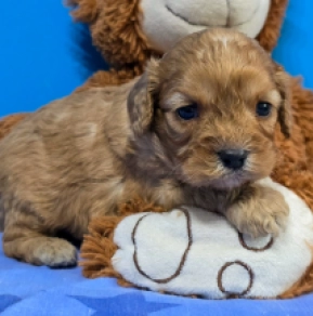 Cavapoo puppy for sale