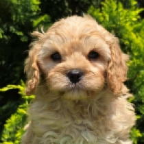 Benjamin – F1, golden Cavapoo en venta