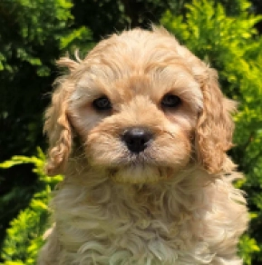 Cavapoo Welpe kaufen