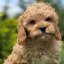Benjamin – F1, golden Cavapoo for sale