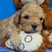 Benjamin – F1, golden Cavapoo Welpen kaufen