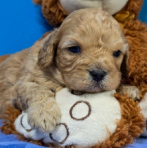 Cavapoo Welpe kaufen
