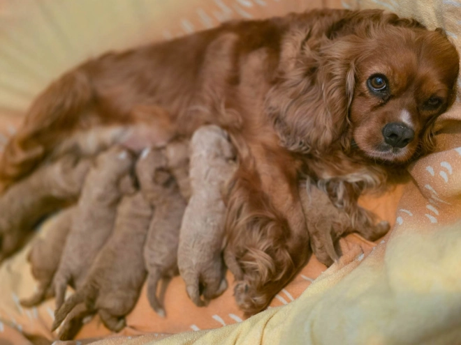 Cavapoo Welpe kaufen