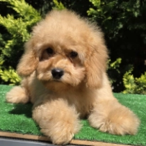 Curly Carmen – F1b, golden Cavapoo for sale