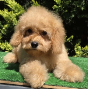Cavapoo puppy for sale