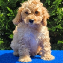Curly Carmen – F1b, golden Cavapoo Welpen kaufen