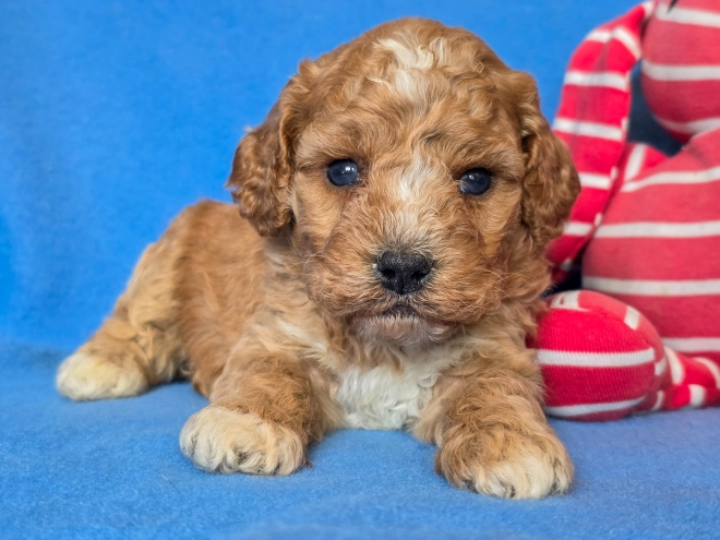 Cavapoo puppy for sale