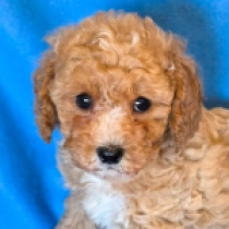 Nador – F2, golden Cavapoo en venta