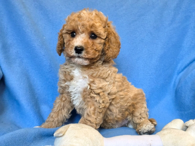 Cavapoo puppy for sale
