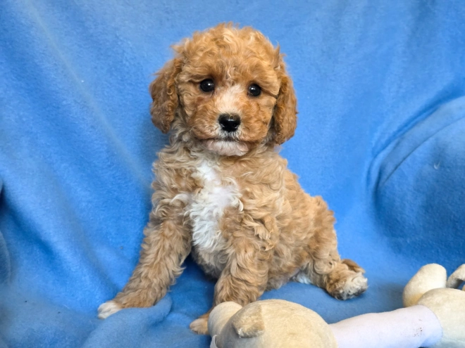 Cavapoo puppy for sale