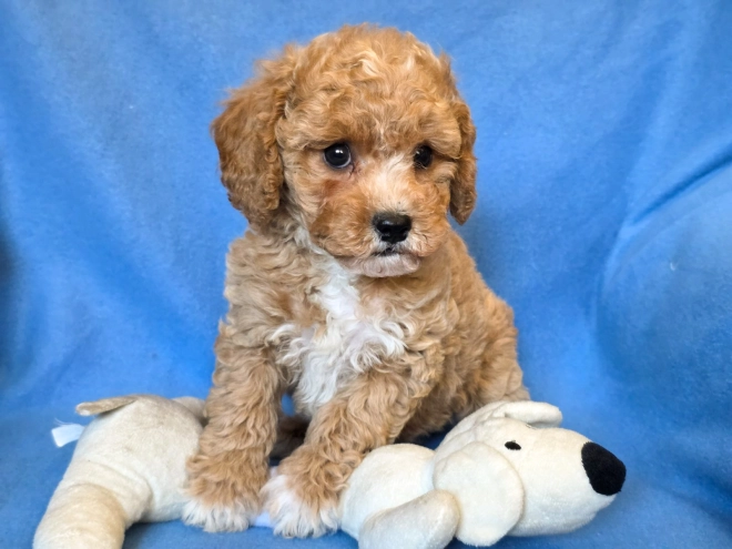 Cavapoo puppy for sale