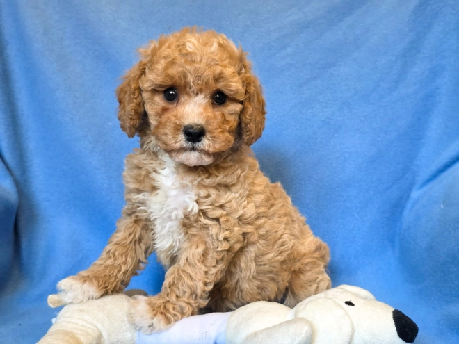 Cavapoo puppy for sale