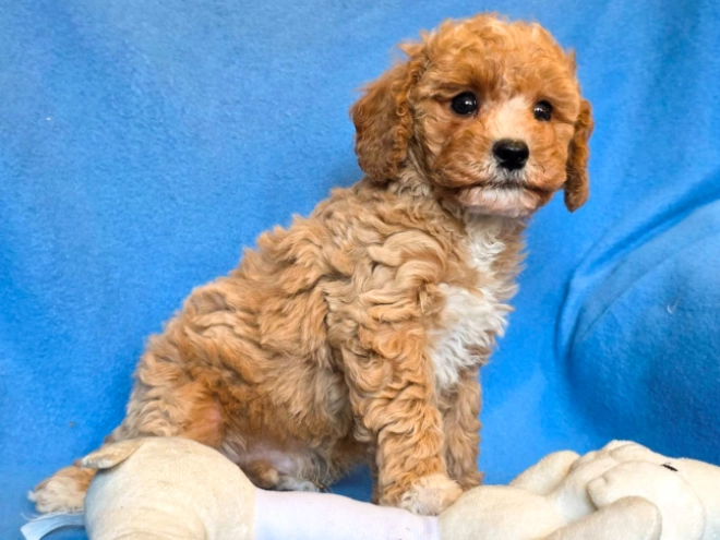 Cavapoo puppy for sale