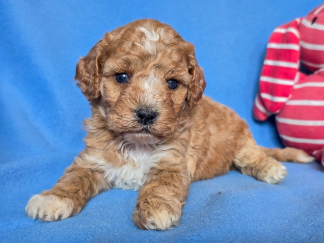 Cavapoo puppy for sale