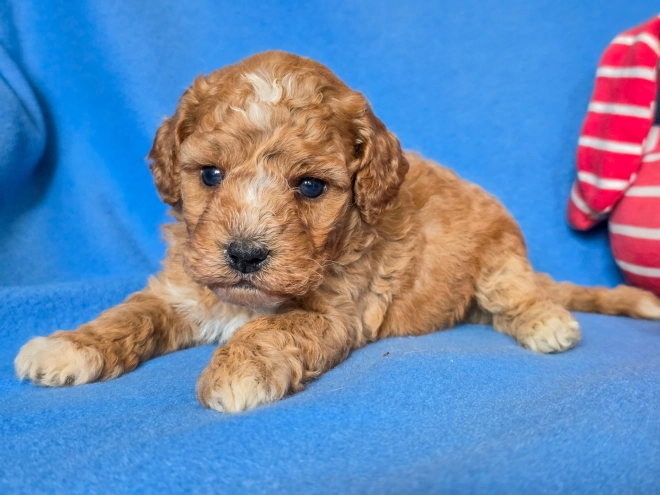 Cavapoo puppy for sale