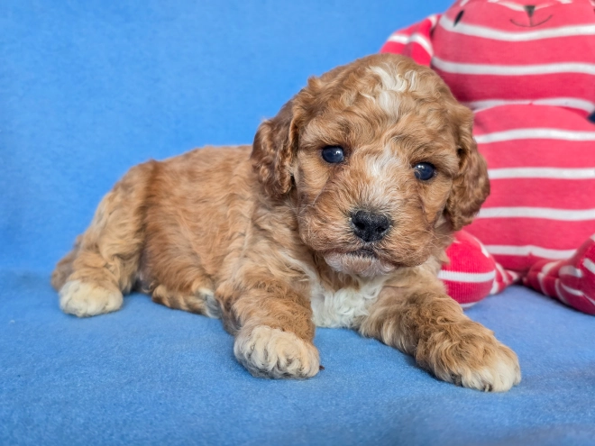 Cavapoo puppy for sale