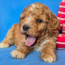Nador – F2, golden Cavapoo en venta