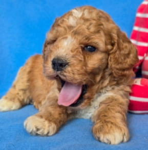 Cavapoo Welpe kaufen