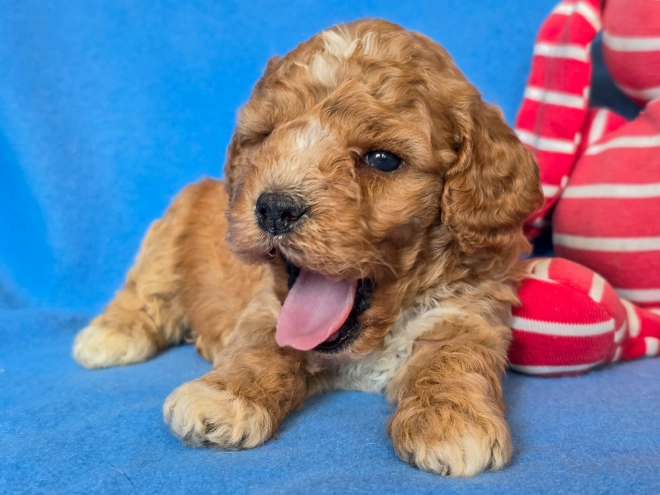 Cavapoo puppy for sale