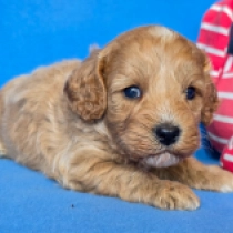 Big Norbert – F2, golden Cavapoo en venta