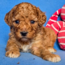 Small Nad – F2, red Cavapoo en venta