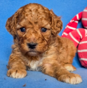 Cavapoo Welpe kaufen