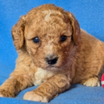 Curly Nathan – F2, golden Cavapoo en venta